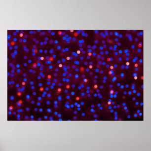 Póster Luces de navidad borrosas y brillantes. Abstención