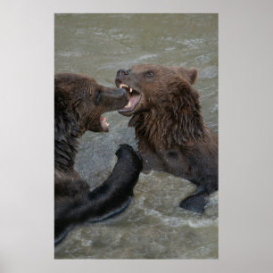 Póster Lucha contra el agua del oso