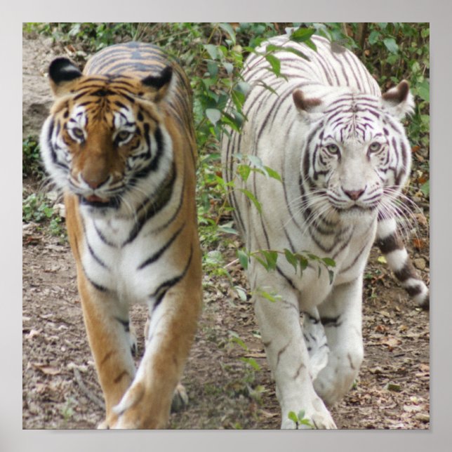 PÓSTER LUCHA DE DOS TIGRES: BLANCO Y BENGAL (Frente)