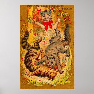 Póster lucha de gatos