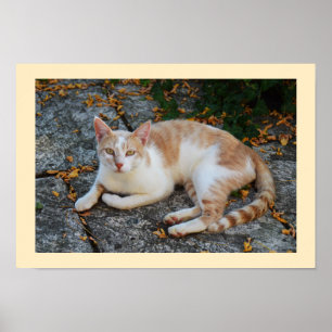 Póster Lucky