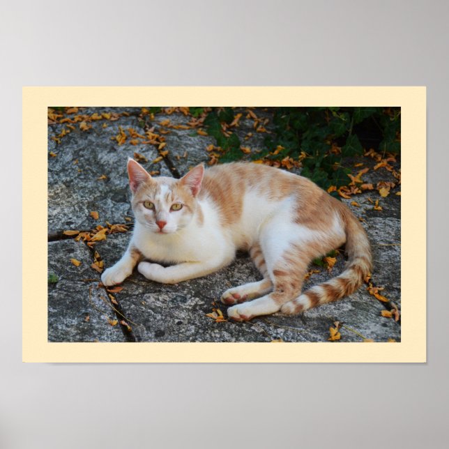 Póster Lucky (Frente)