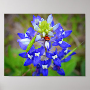 Póster Lucky Bluebonnet