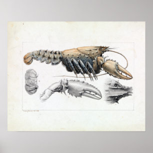 Póster Ludwig Becker Murray Spiny Crayfish