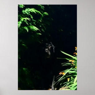 Póster Lugar de escondite del Labrador negro.