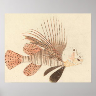 Póster Luigi Balugani - Lionfish