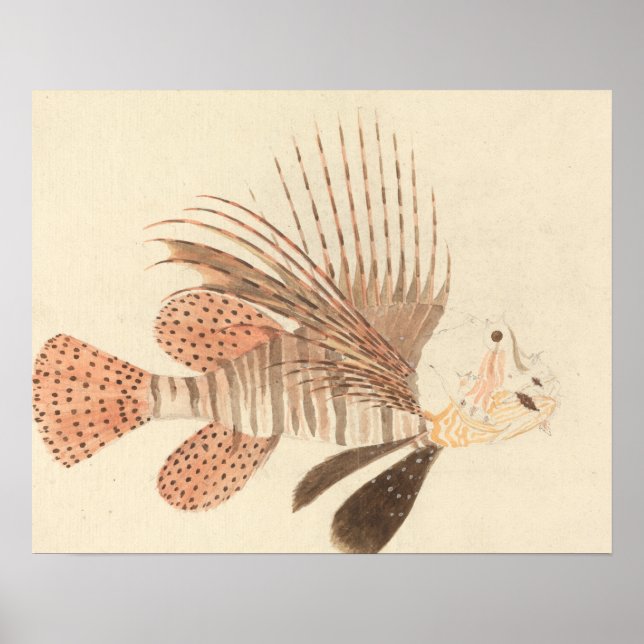 Póster Luigi Balugani - Lionfish (Frente)
