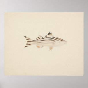 Póster Luigi Balugani - Pescado no identificado
