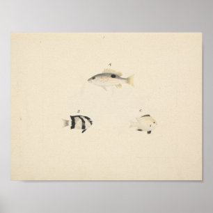 Póster Luigi Balugani - Tres pescados no identificados