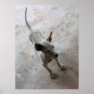 Póster Luk Maa ... Cachorro Thai Soi