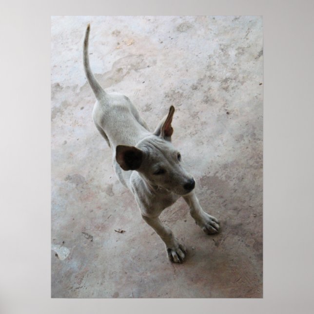 Póster Luk Maa ... Cachorro Thai Soi (Frente)