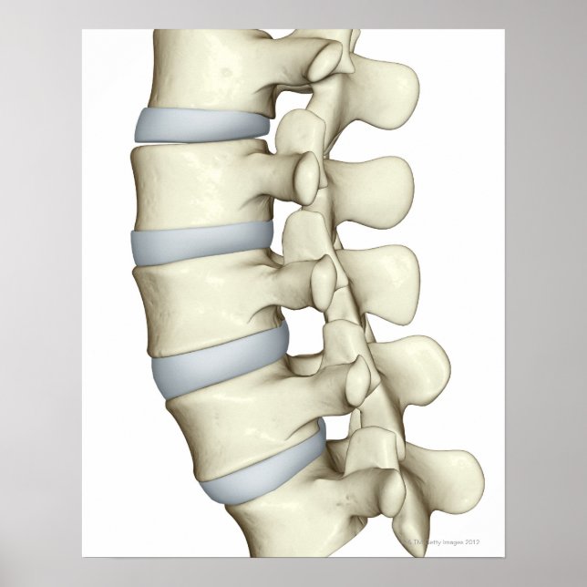 Póster Lumbar Vertebrae (Frente)