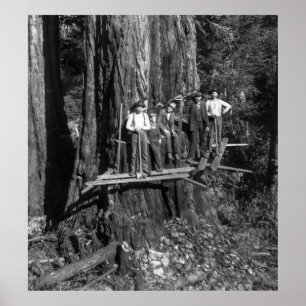 Póster LUMBERJACKS ALTO en REDWOOD c. 1889