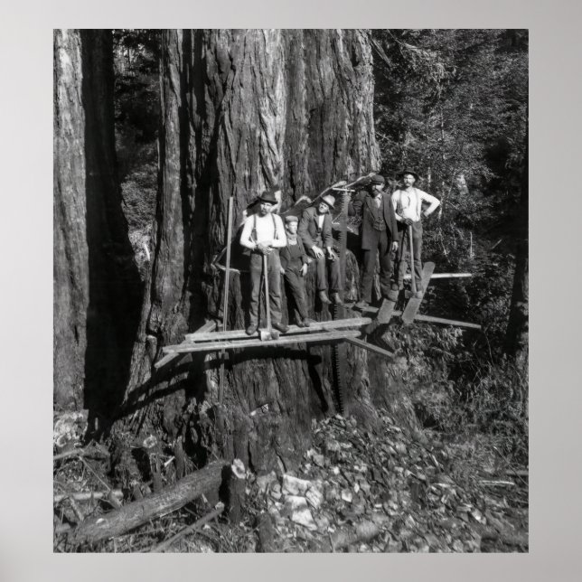 Póster LUMBERJACKS ALTO en REDWOOD c. 1889 (Frente)