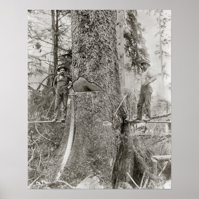 Póster Lumberjacks con Fir gigante, 1905. Foto de cosecha (Frente)