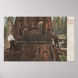 Póster Lumberjacks Cutting Down a Redwood Tree