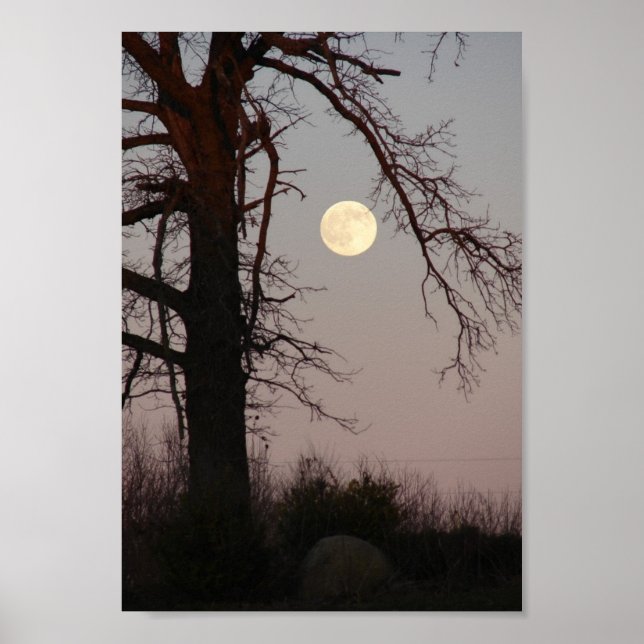 Póster Luna completa a través de ramas de árbol (Frente)
