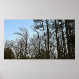 Póster Luna de Noche Temprana