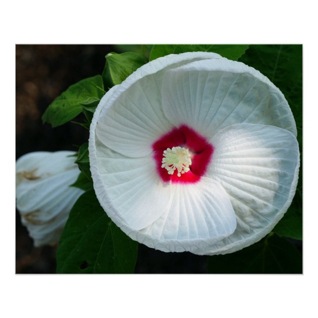 Póster Luna Hibiscus (Anverso)