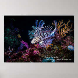 Póster Luna lion fish, Pterois lunulata,