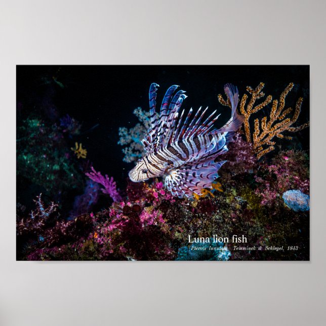 Póster Luna lion fish, Pterois lunulata, (Frente)