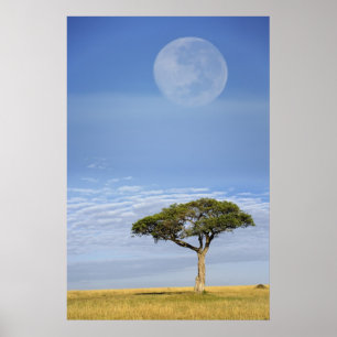 Póster Luna llena sobre los árboles de acacia, Masai Mara