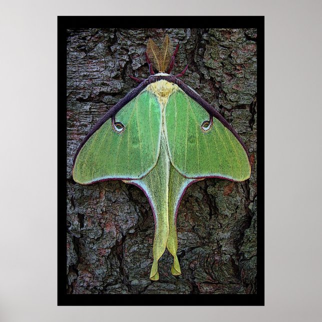 Póster Luna Moth (Frente)