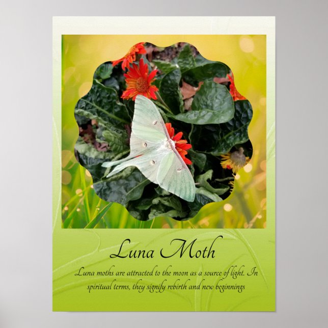 Póster Luna Moth cautivador (Frente)