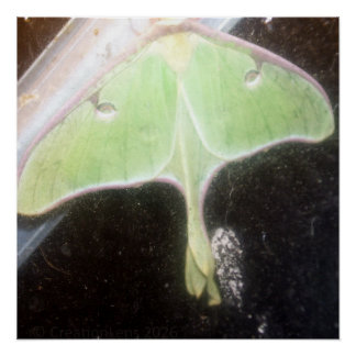Póster Luna Moth Close-Up