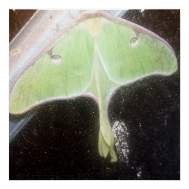 Póster Luna Moth Close-Up (Anverso)