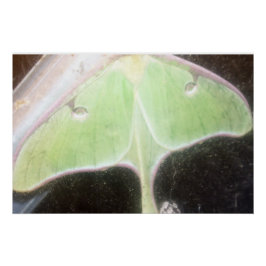 Póster Luna Moth en Primer Plano