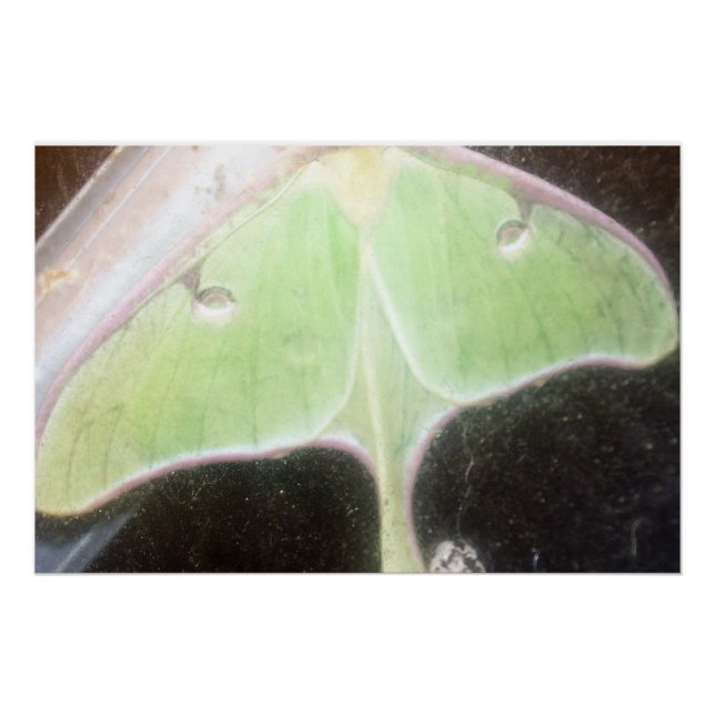 Póster Luna Moth en Primer Plano (Anverso)