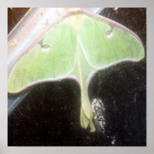 Póster Luna Moth en Primer Plano