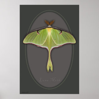 Póster Luna Moth Poster -24x36 -otros tamaños disponibles