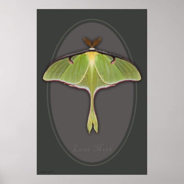 Póster Luna Moth Poster -24x36 -otros tamaños disponibles (Frente)