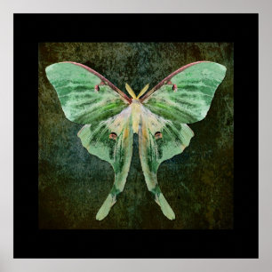Póster Luna Moth Print