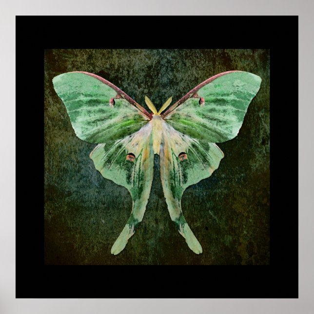 Póster Luna Moth Print (Frente)