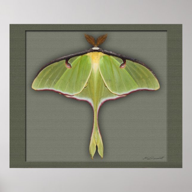 Póster Luna Print -28x24 -otros tamaños disponibles (Frente)