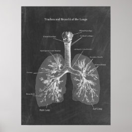 Póster Lung Anatomy Trachea y Bronchi