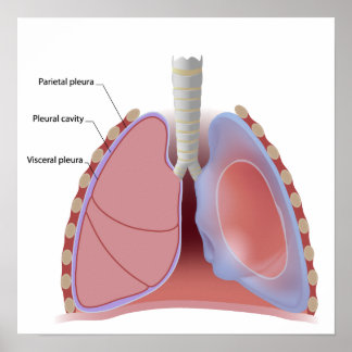 Póster Lung pleura y Poster de cavidad pleural
