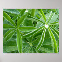 Lupin deja fotografía botánica