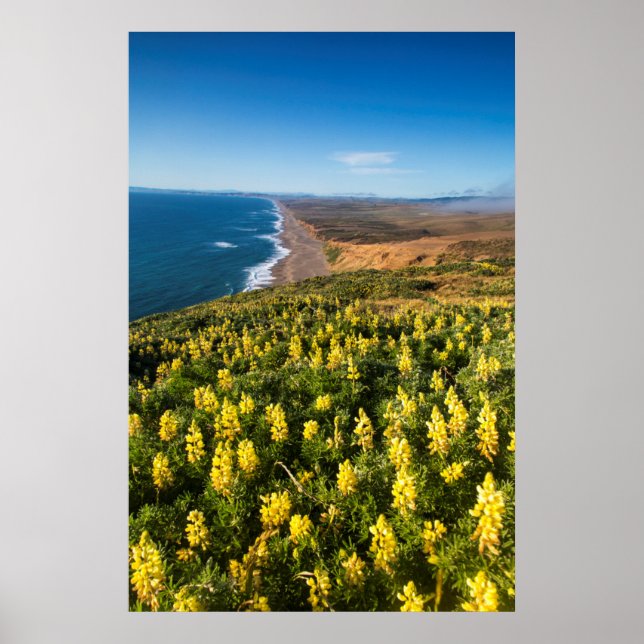 Póster Lupine Amarillo Sobre Point Reyes Beach At Point (Frente)