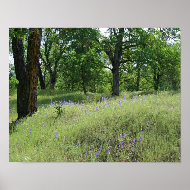 Póster Lupine, paisaje de robles (Frente)