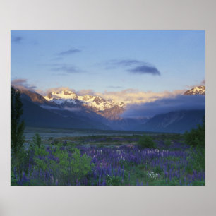 Póster Lupine y la principal división, paso de Arturo, s