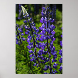Póster Lupines azules