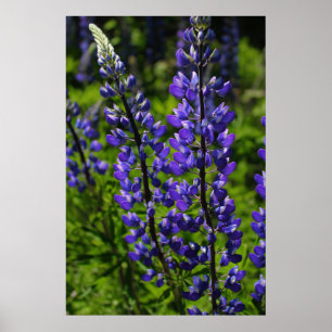 Póster Lupines azules