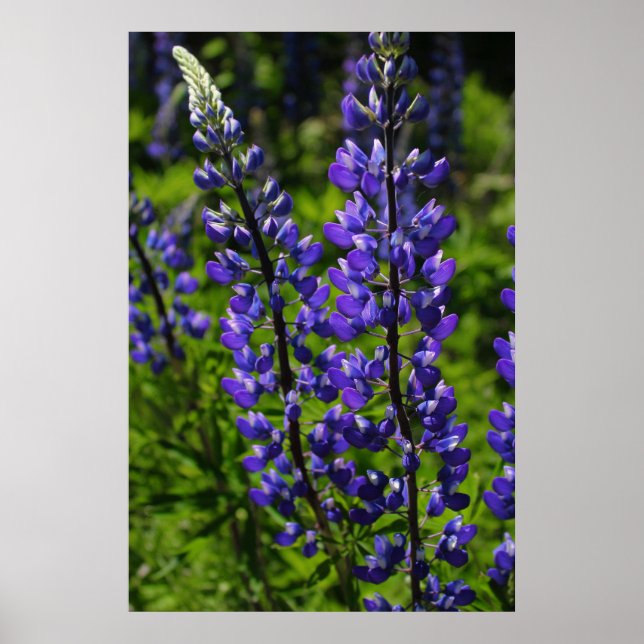 Póster Lupines azules (Frente)