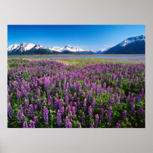 Póster Lupines en flor   Montañas Kenai, Alaska
