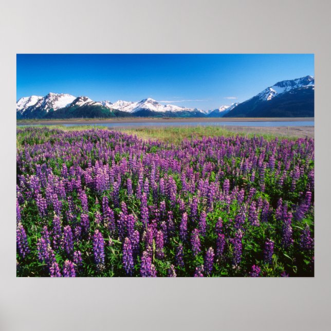 Póster Lupines en flor | Montañas Kenai, Alaska (Frente)
