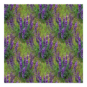 Póster Lupines Galore.